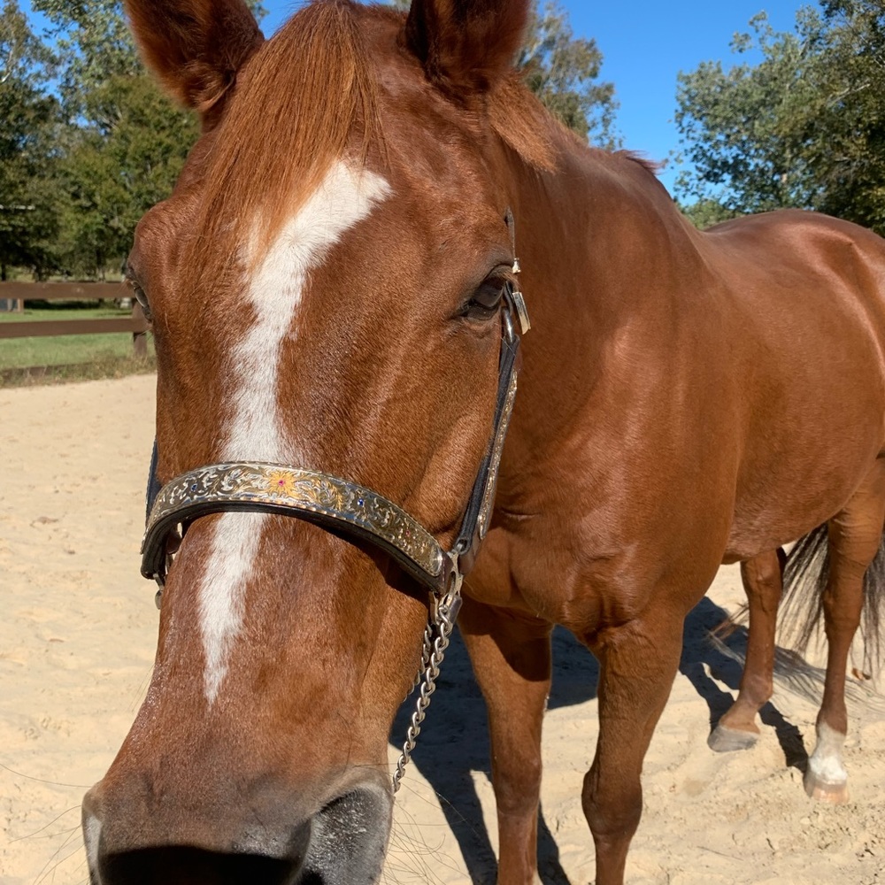 Circle Y QH show halter with leather lead and gold chain. Size: Horse